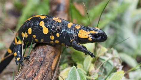  Fire Salamander: Una Creatura che Scintilla di Fiamma con una Pelle Toscamente Liscia!