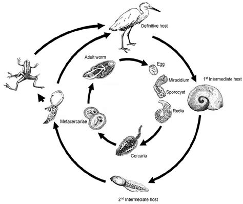  Gigantobilharzia un parassita trematode dal ciclo vitale complesso: Un affascinante viaggio tra molluschi e mammiferi!