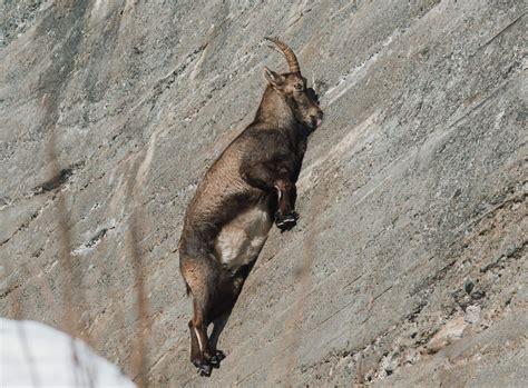  Ibex: Un Artiglio d'Acciaio che Sfida la Gravità con un Saltare Elegante!