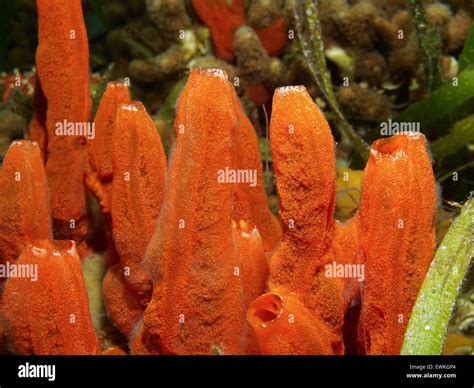  Tedania! Scopri come questa Spugna Fantasma si Nasconde nelle Profondità Oceaniche