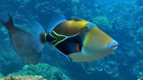  Triggerfish: Scoprite il fascino di questo pesce dalle squame che sembrano gioielli!