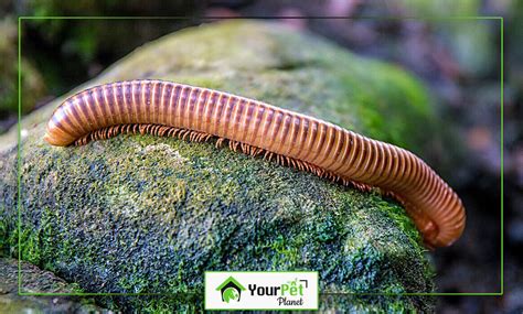  Antennophorus! Un affascinante esempio di millepiedi con una dieta sorprendentemente varia.