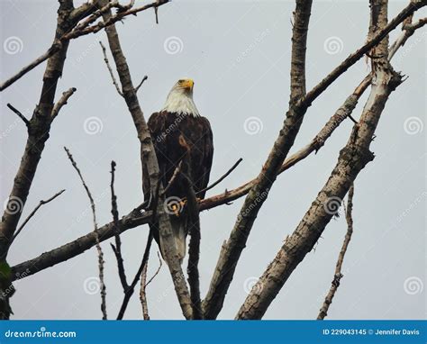  Aquila Reale! Un Rapitore Celestiale Con Pennature Arroganti e Un Becco Affilato Come Una Lama