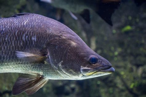  Barramundi! Uno Specie Incredibile Con un Abile Sistema di Camuffamento e un'Inconfondibile Forma del Corpo