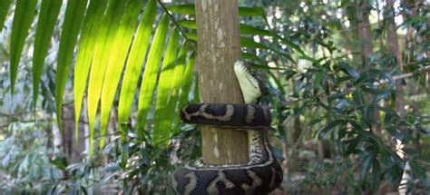  Boa! Un Serpente Maestoso Con Una Capacità Incredibile Di Costrizione Che Si Arrampica Agilmente Su Alberi