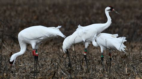 Diomede! Un uccello che sfida le correnti con il suo volo maestoso e le sue lunghe migrazioni