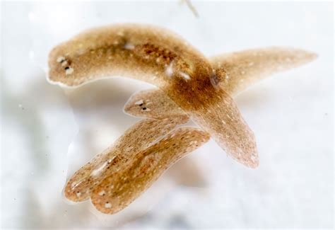  Free-Living Flatworms: Unmasking the Enigmatic Freshwater Planarian