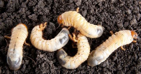  Gallina Cieca: Un Ragno Con Otto Zampe che Vive Solitario Ma Si Nutre di Termite!