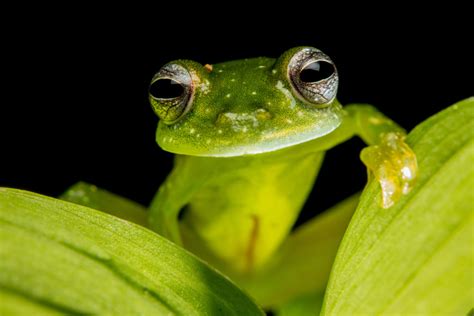  Glass Frog: Un Anfibibe Trasparente che Conduce una Vita Arboree Segreta!