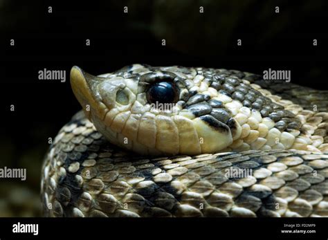  Hognose! Un serpente dal naso schiacciato che fa il morto per sfuggire ai predatori