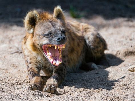  Hyena: Un animale incredibilmente intelligente con un talento innato per la risata sguaiata!