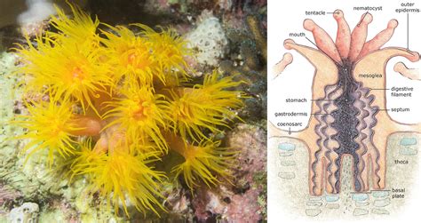 Isidrotheca! Una colonia di polipi che danza nell'oceano profondo come una coreografia fluorescente sotto l'acqua