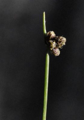  Isolepis:  Un piccolo gigante del mondo sotterraneo con una passione per la decomposizione!