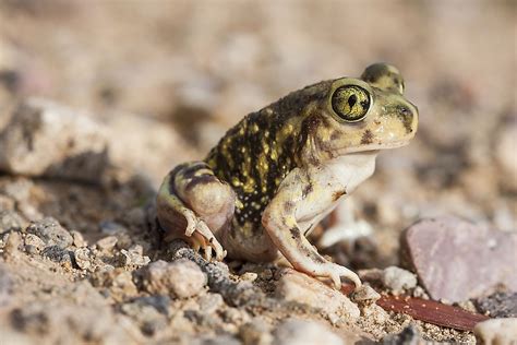  Keferstein's Spadefoot Toad: A Tiny Amphibian That Digs its Way into Your Heart!