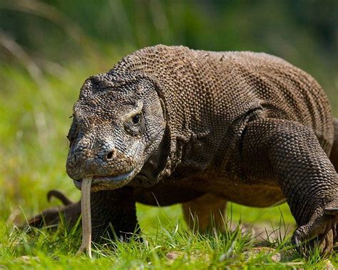  Komodo: Una Lucertola Gigante con un Alito Letale che Nasconde un Segreto Inaspettato!