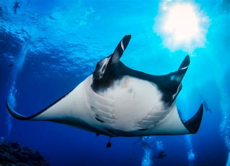  Mantaraya: Un gigante gentile che si nutre di plancton!