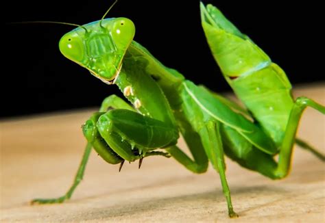 Mantis Religiosa:  Un Predatore Silenzioso Con Ali di Preghiera!