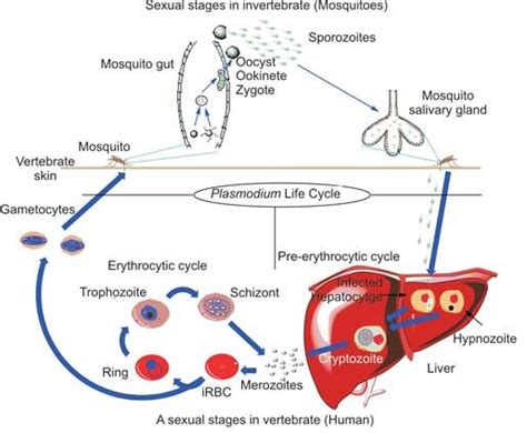  Microsporidium! A Tiny Parasite With Enormous Impact on Invertebrate Hosts