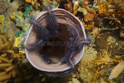  Oceanus! Un Animale Che Spugna le Fonti di Vita nel Mare Profondo