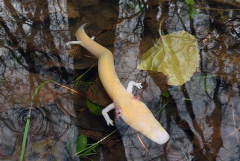  Olms! Can You Believe This Cave-Dwelling Salamander Is Nearly Blind?