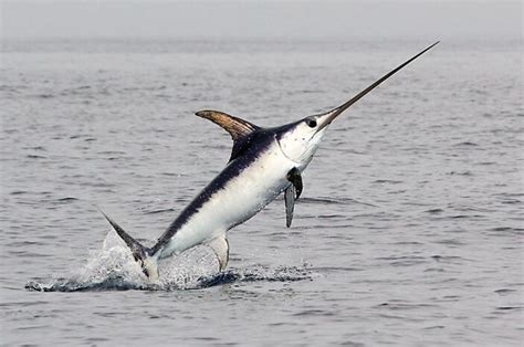  Pesce Spada: Un Predatore Oceânico Agile con Squame che Brillano come Diamanti!