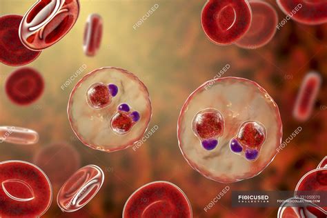  Plasmodium! Un Parassita Microscopico che Causa Malattie Tropicali e Trasforma i Globuli Rossi in Fabbriche di Protozoi