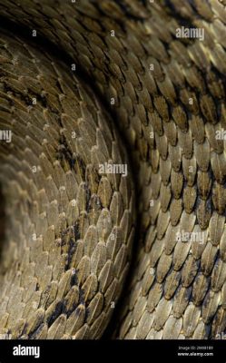  Rattlesnake:  A Master of Camouflage With Scales That Sing a Deadly Tune!