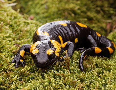  Salamandra: Una creatura con una pelle liscia che striscia nelle ombre umide del bosco!