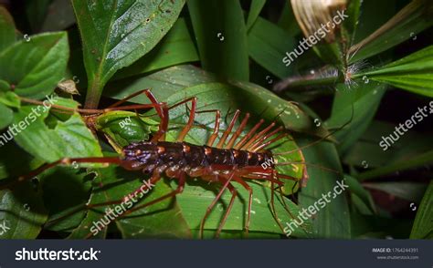 Scutigera! Un piccolo predatore dal corpo lungo e sottile che si nasconde sotto le pietre del tuo giardino