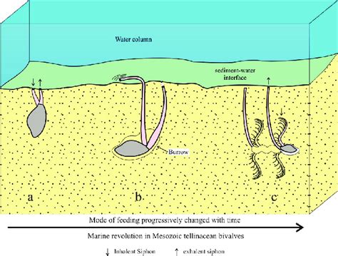  Tellina! Un piccolo bivalve che filtra l'acqua di mare e vive una vita affascinante tra la sabbia