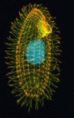  Tetrahymena: Una creatura unicellulare incredibilmente adattabile che danza con grazia tra le gocce d'acqua!