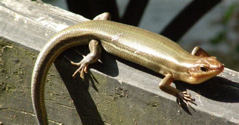  Tritone: Un piccolo animale con pelle liscia che salta tra le foglie come un acrobata del bosco!