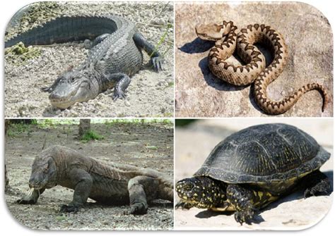 Viper! Gli splendidi rettili con squame e il fascino silenzioso di un predatore infallibile