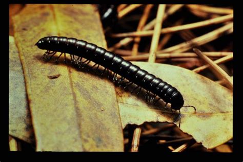  Viperina: Un insetto che striscia lentamente, ma si distingue per la sua incredibile moltitudine di zampe!