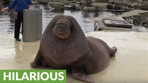  Walrus: Uno splendido gigante marino che ama prendere il sole e sfoggiare i suoi incredibili baffi!