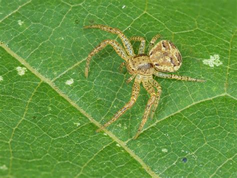  Xysticus! Scoprite questi ragni dalla caratteristica postura a X durante la caccia