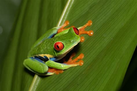  Yellow-Eyed Tree Frog: A Nocturnal Hunter That Masters Camouflage Like No Other!