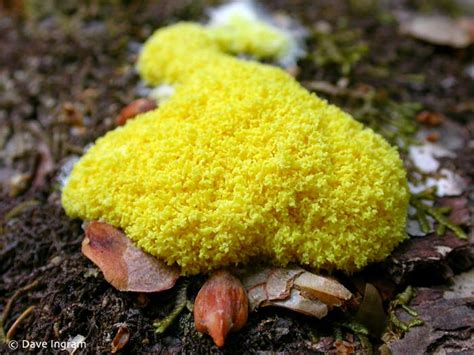  Yellow Slime Mold:  A Single-Celled Wonder with Multifaceted Abilities!